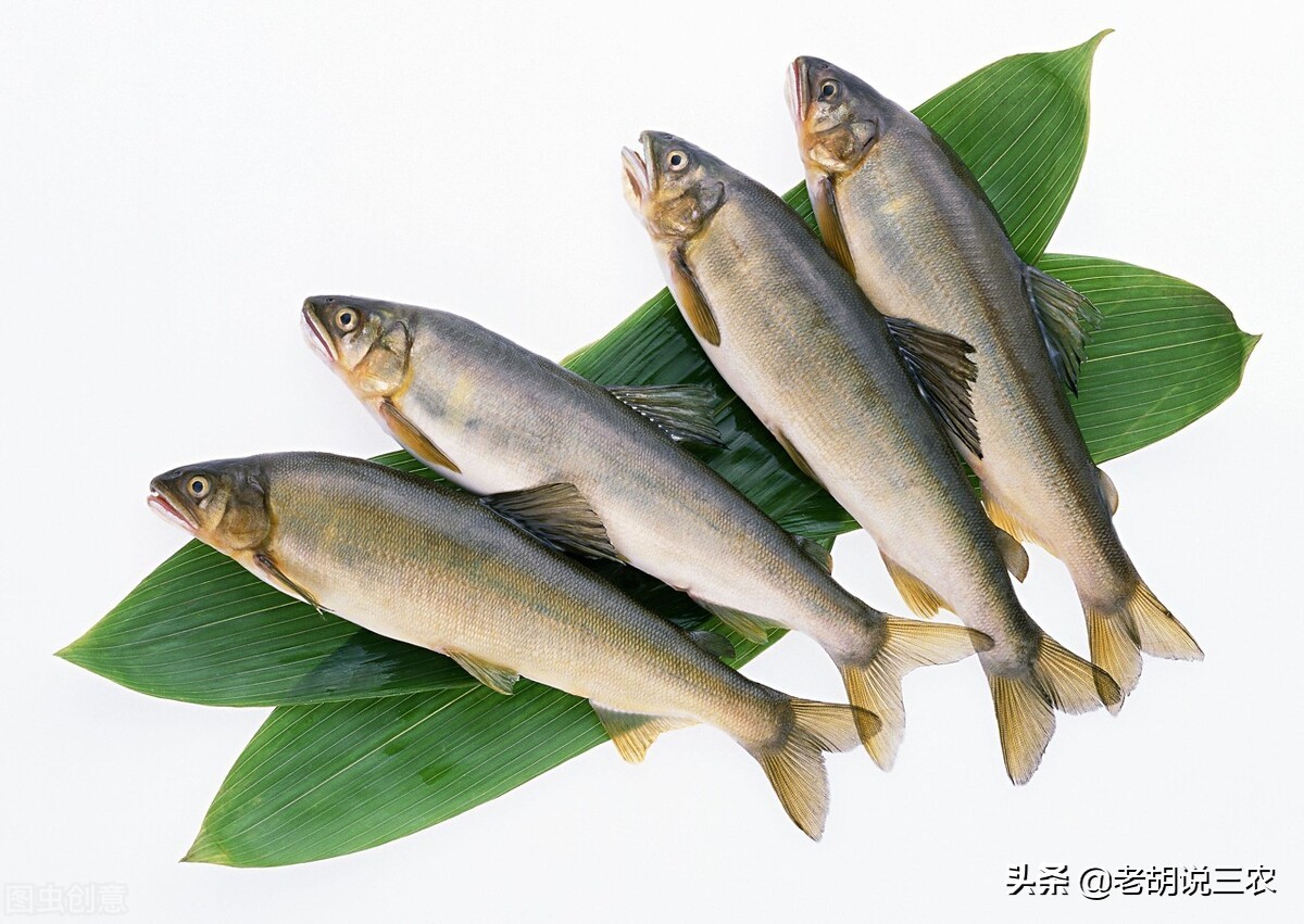 淡水鱼价格猛涨，单价超过了猪肉价，淡水鱼咋就涨价了呢？