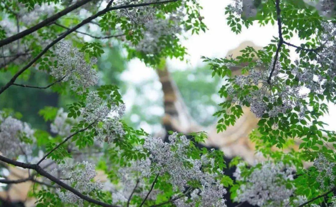 又是一年楝花香，在楝花的诗词中，遇见初夏-第10张图片-非凡网