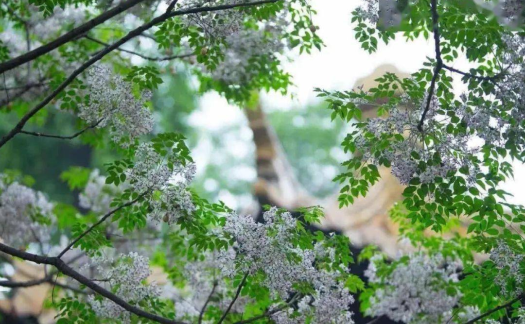 又是一年楝花香，在楝花的诗词中，遇见初夏-第10张图片-诗句网