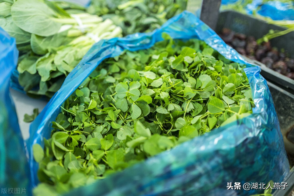 春天挖野菜，送你70种野菜图片大全，教你认识不同的野菜和吃法