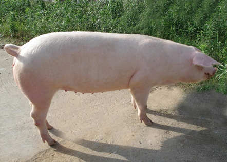 猪的种类有哪些（7张图片教会你识别不同猪类品种）