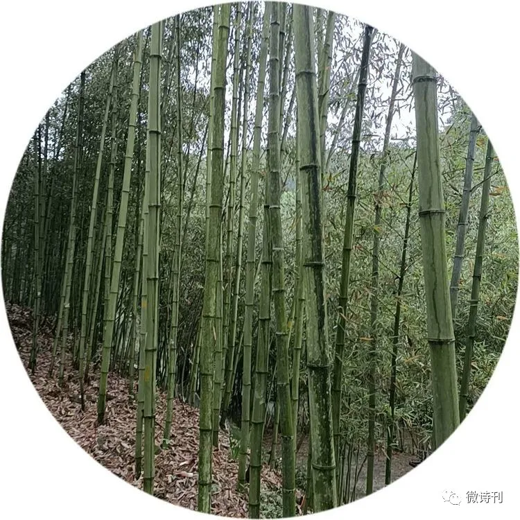 新诗推荐:著名诗人安娟英诗歌专辑