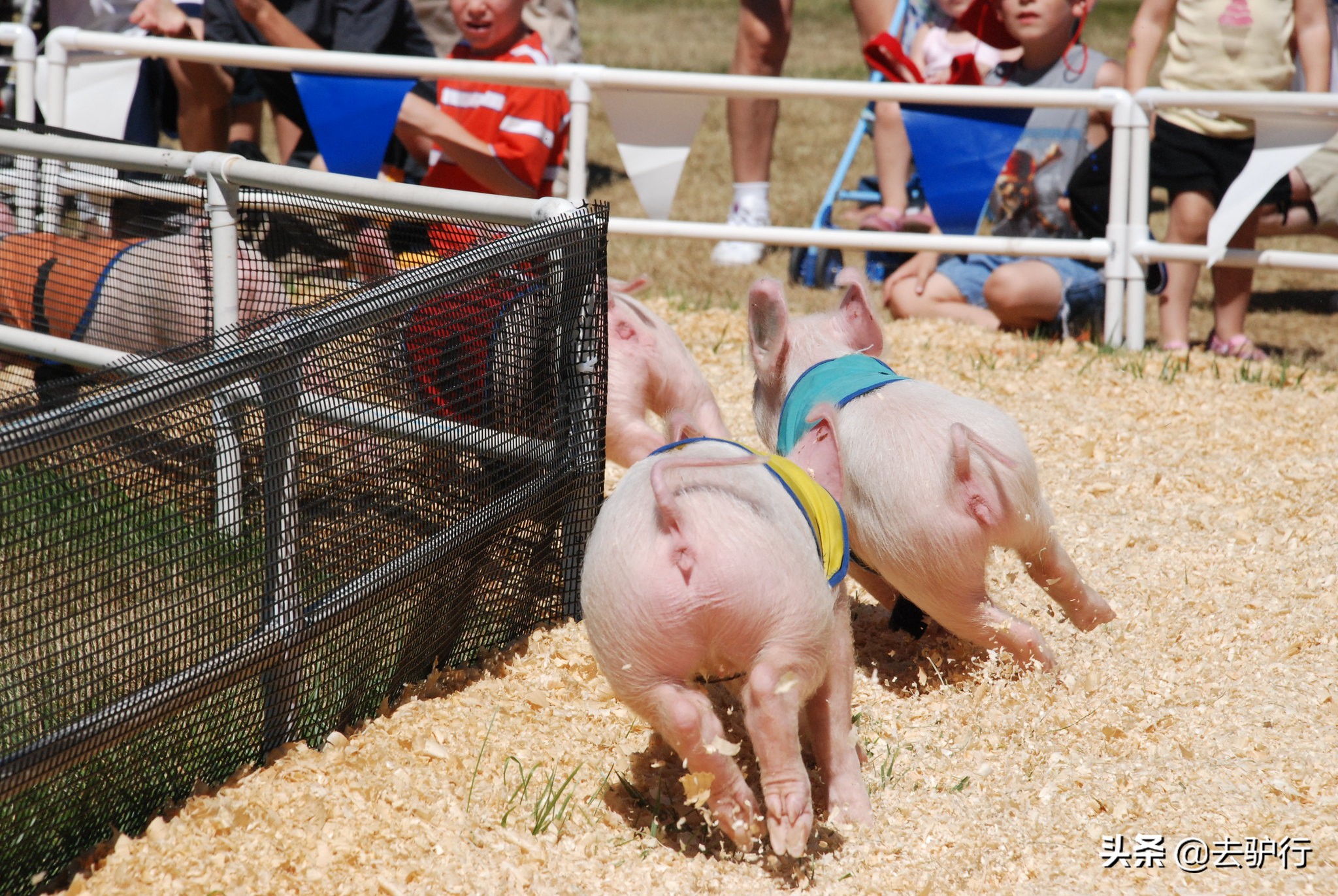 炫耀美國超市，稱讚豬肉便宜，真的我們再吃不起也不羨慕