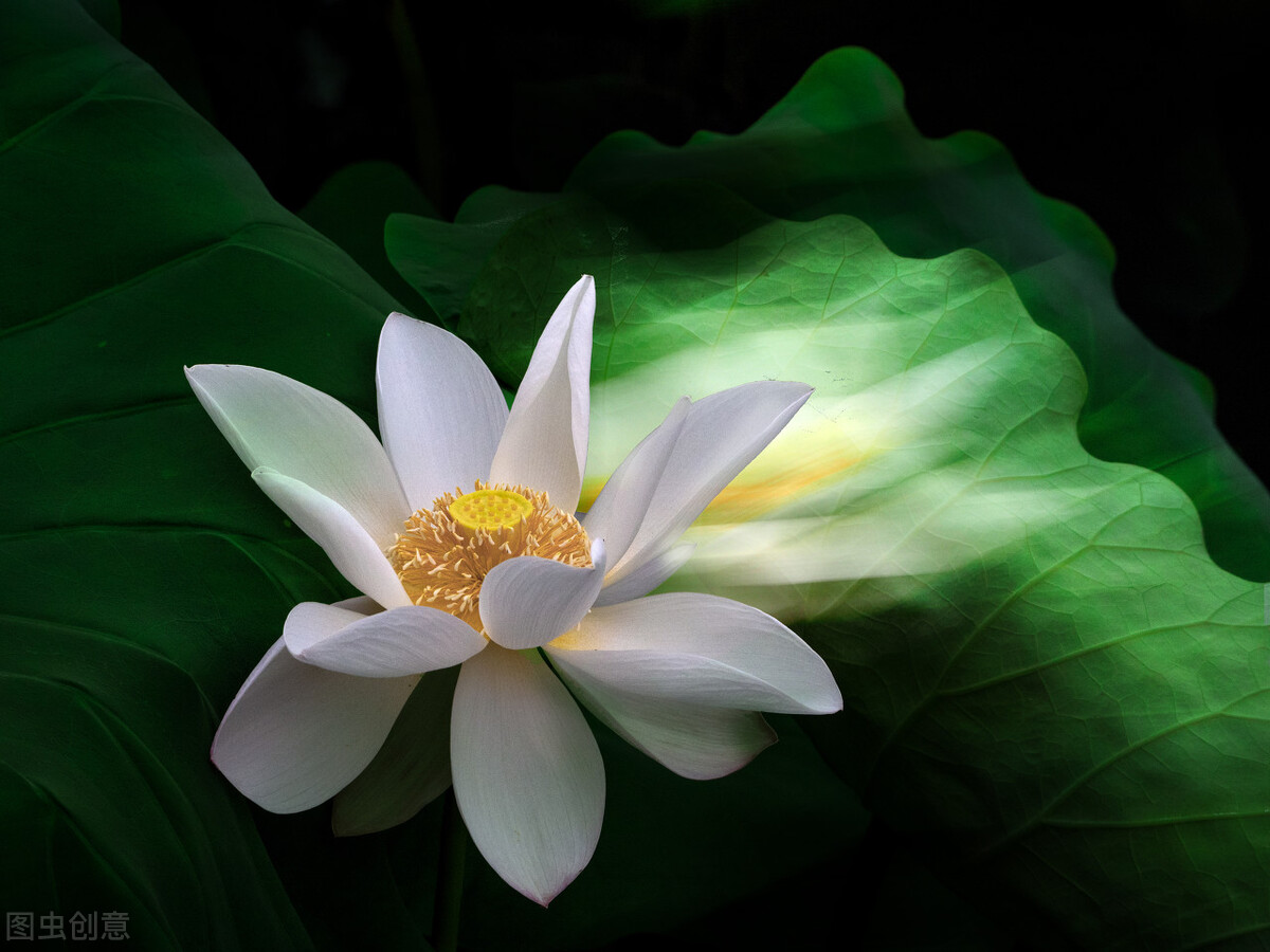 Literature is like a flower (essay) iNEWS