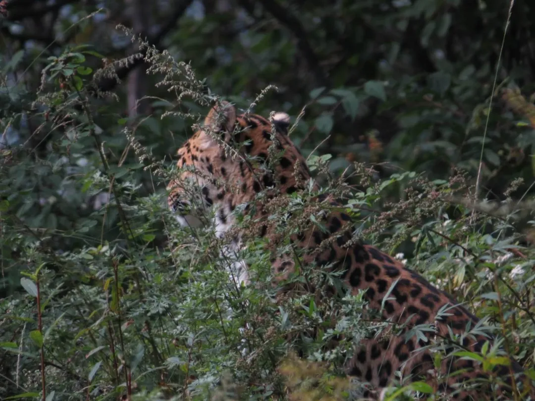 六盘山保护区首次近距离拍摄到金钱豹
