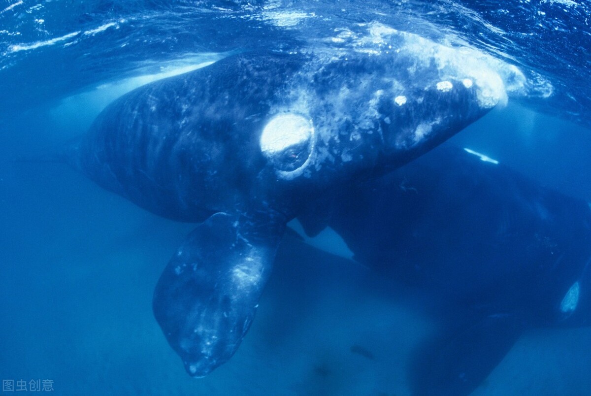 世界上最大的幾種鯨魚，第一肯定是藍鯨了，第二呢？ - 頭條匯