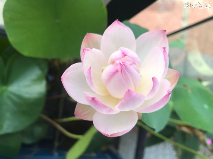純水養花長不大，加點泥巴土，長滿新葉子