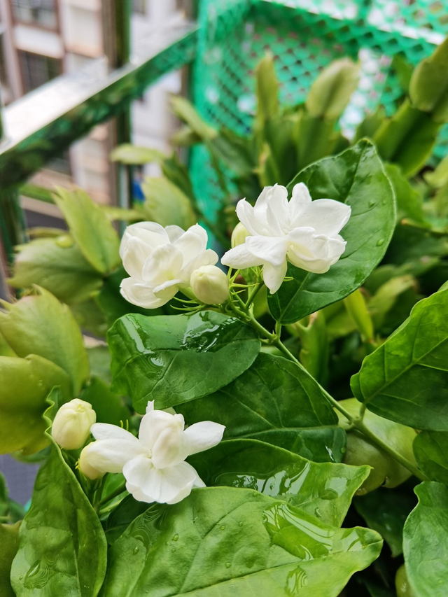 茉莉花釋放“三信號”，果斷剪一剪，花苞咕嚕冒，一次綻放上百朵