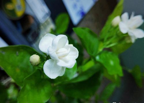 種茉莉花用什么土