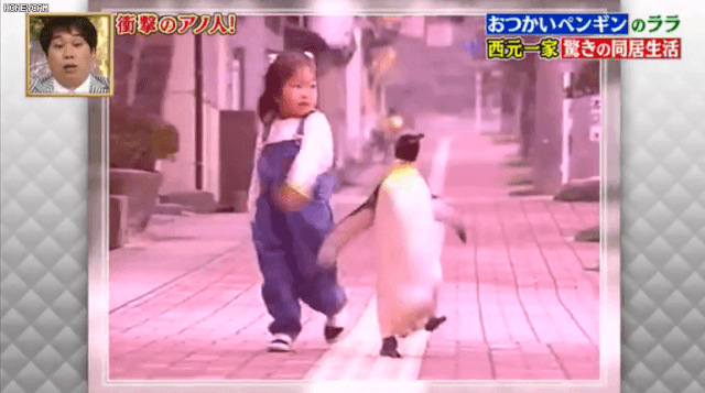 這只日本小鎮的網紅企鵝，每天最愛的事是背包去魚店討魚吃～