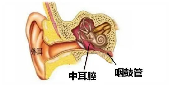 明明是耳朵不舒服，为何要使用滴鼻剂？