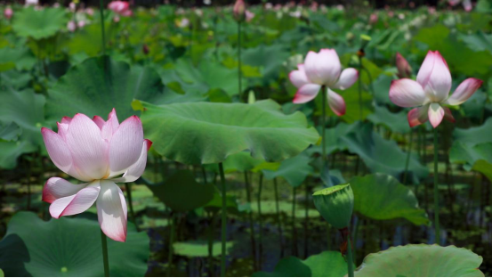 贵州长顺：美在当“夏”神泉谷荷花引你来