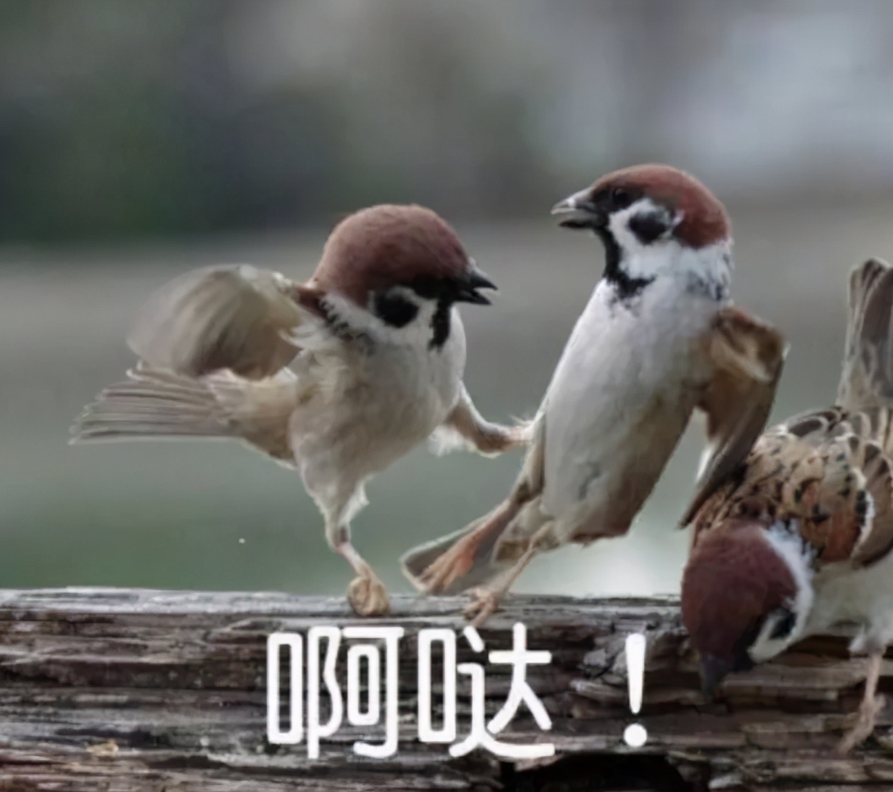 搬家本不易还得躲着你