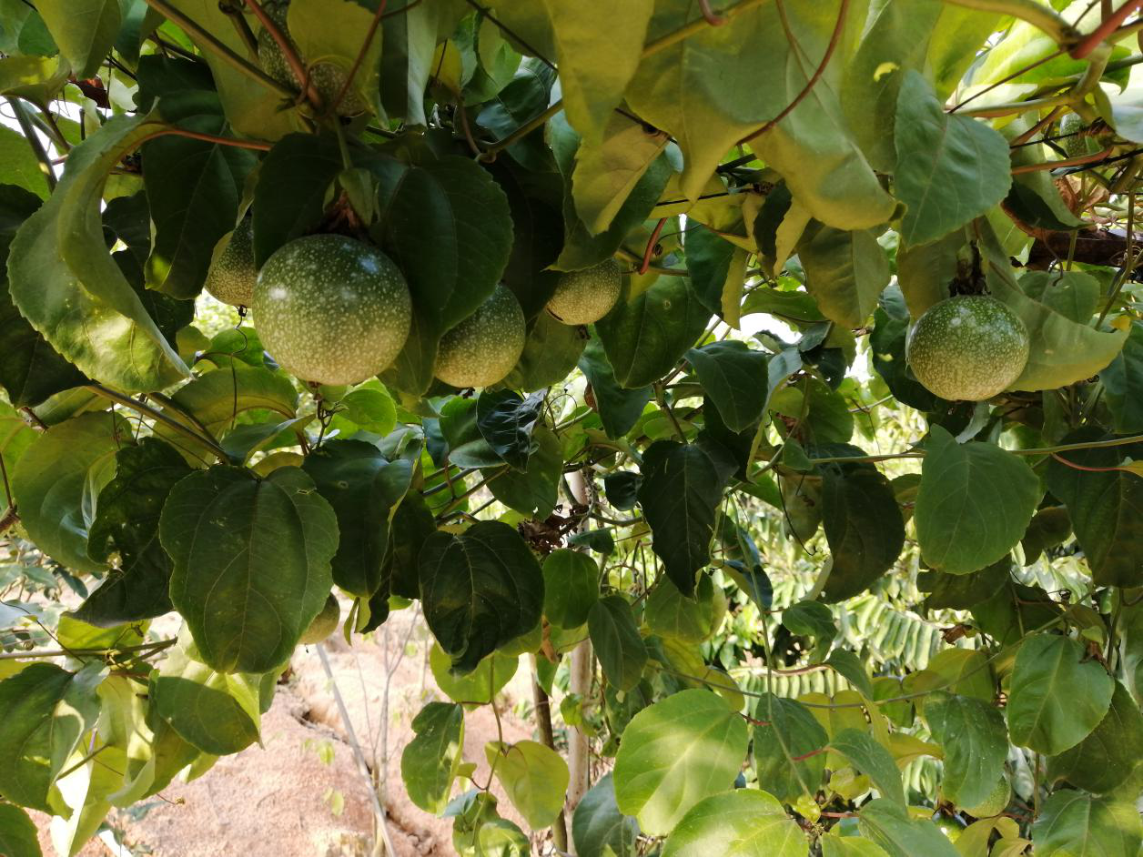 高质量打赢脱贫攻坚战 铸就英厚村乡村振兴梦