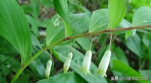 乡间1野草，其貌不扬却有大名堂，药效不错对身体有好处，记得摘