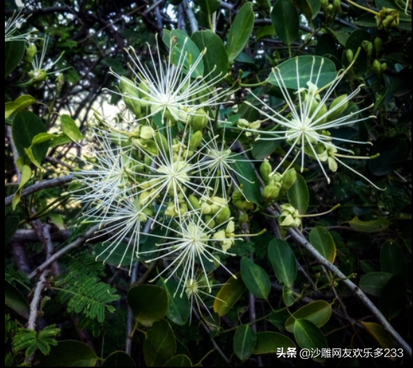 一种很神秘的印度水果，吃法如兰州拉面的牛肉