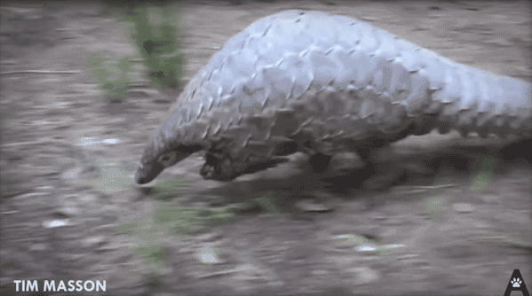 快死绝的穿山甲，和吃不够的中国人