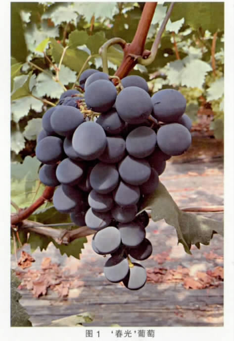 中熟葡萄品種‘春光’高效栽培關鍵技術