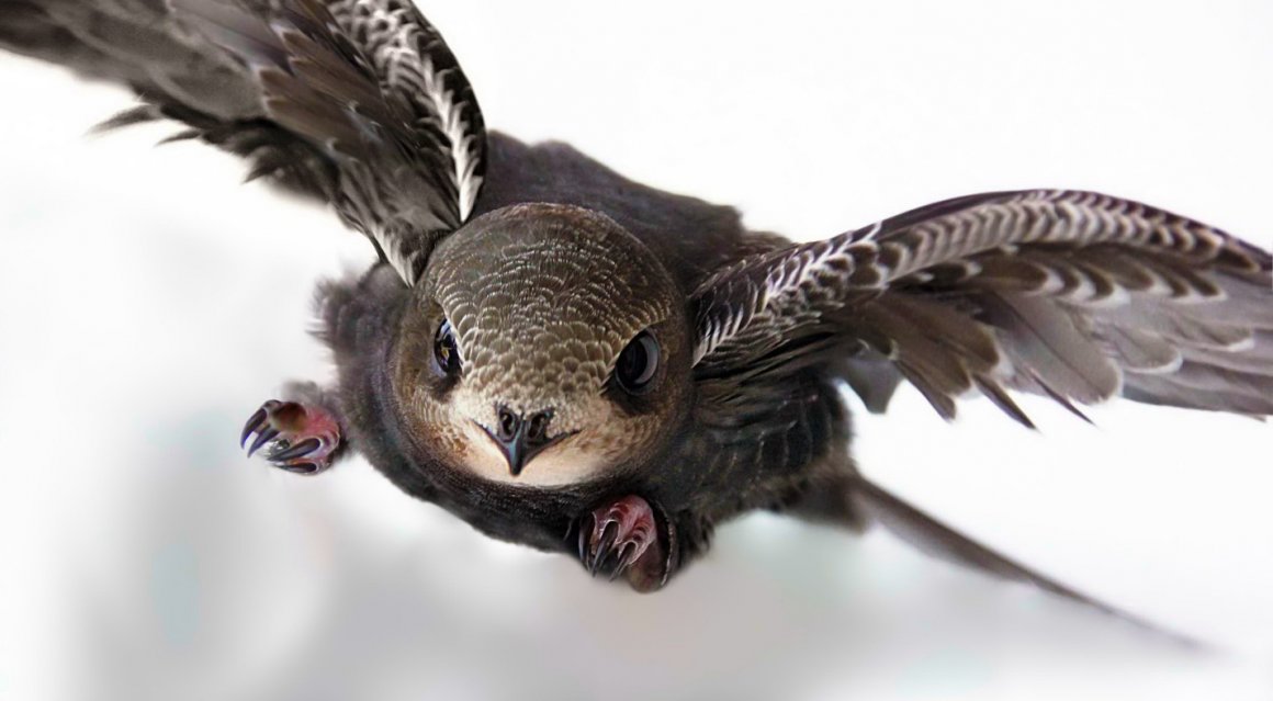 Swift Fly Flying 830 kilometers a day for 9 consecutive days, and flying millions ...