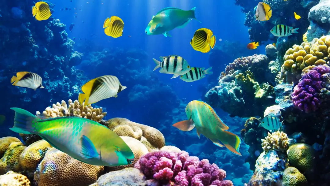 行业聚焦!浅析水族馆发展现状与对策研究