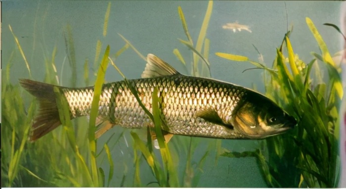 中国淡水鱼图集一489