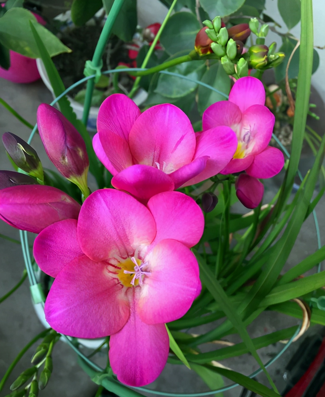 The difference between freesia and freesia is that it blooms very