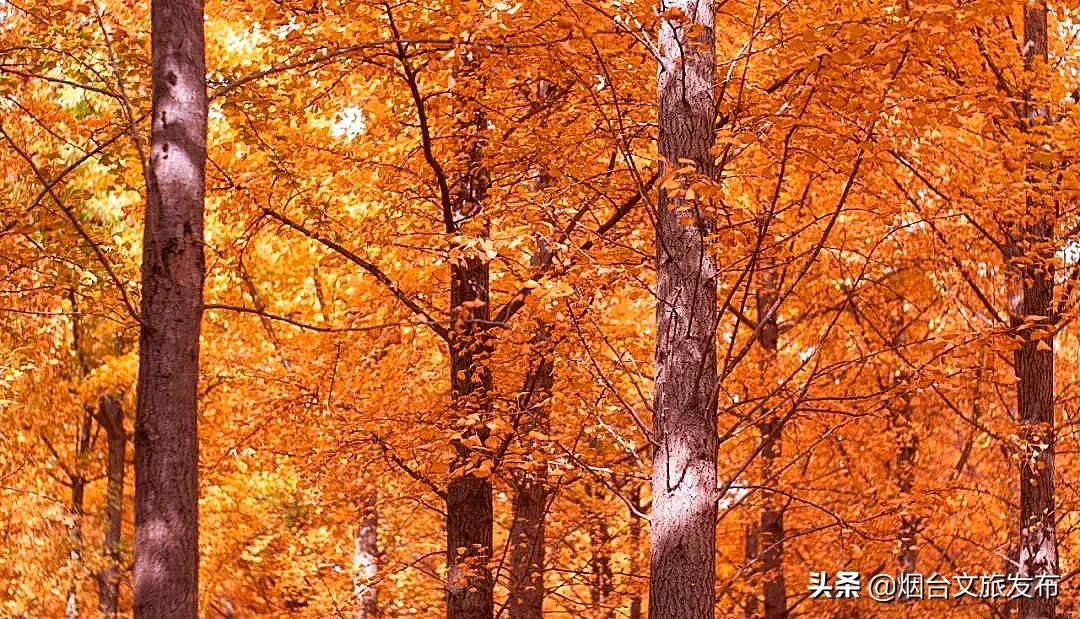 发朋友圈只会说“好美”？烟台秋日美景这样发，火爆朋友圈！