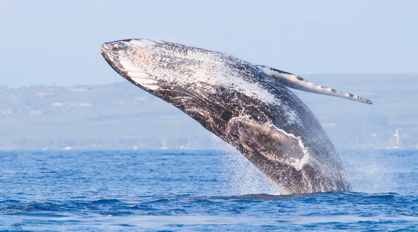 失去尾巴的长须鲸 饿成了 纸片鲸 人类要反思了 旅行中的兔子 Mdeditor