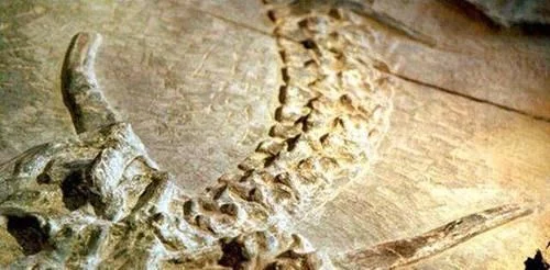 长江考古发现“巨龙”，长7米距今6000年，专家：