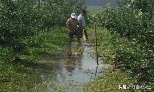 加强果树灾后管理:排涝、恢复树势刻不容缓