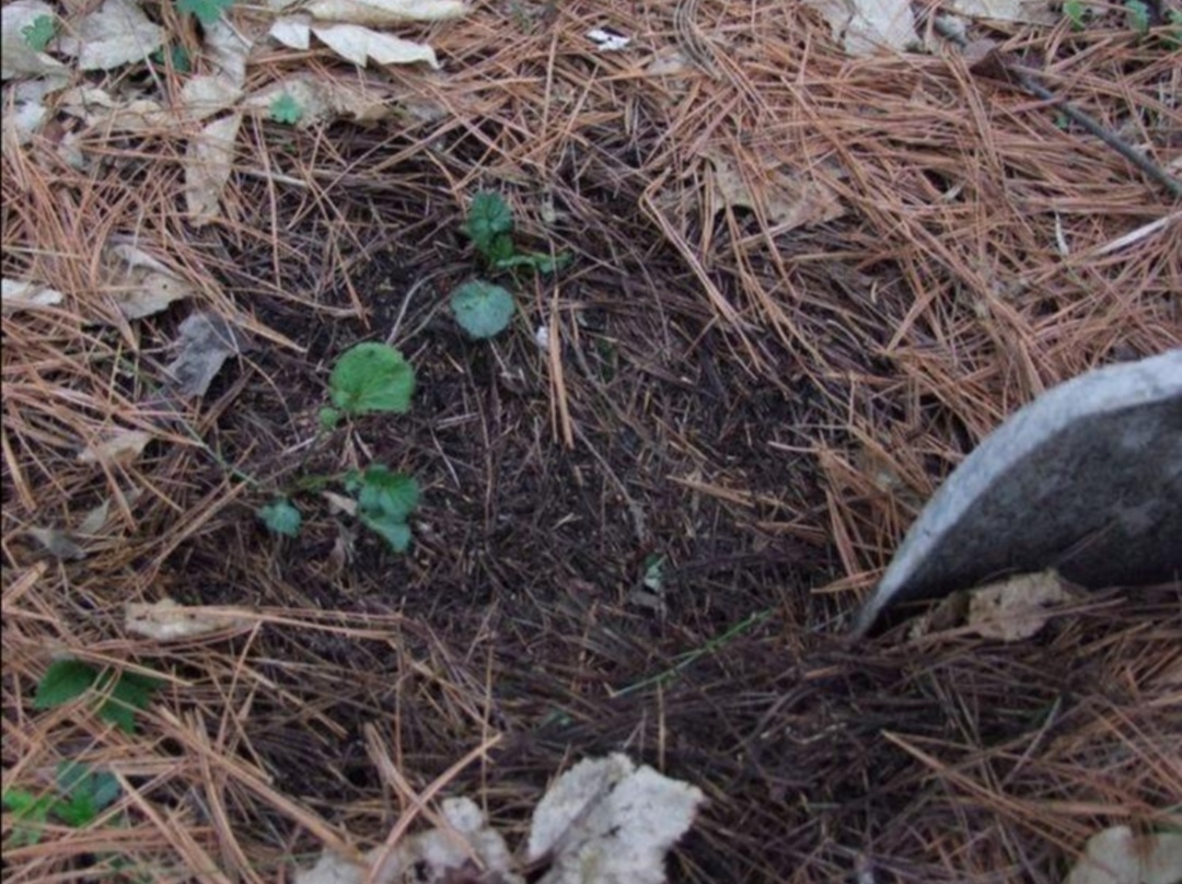 The pine needle soil is collected, how to deal with it to grow flowers ...