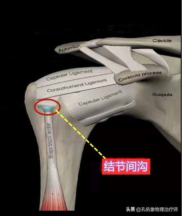 出现肩膀疼痛、活动困难就是肩周炎吗？医生辟谣，带您了解肩痛