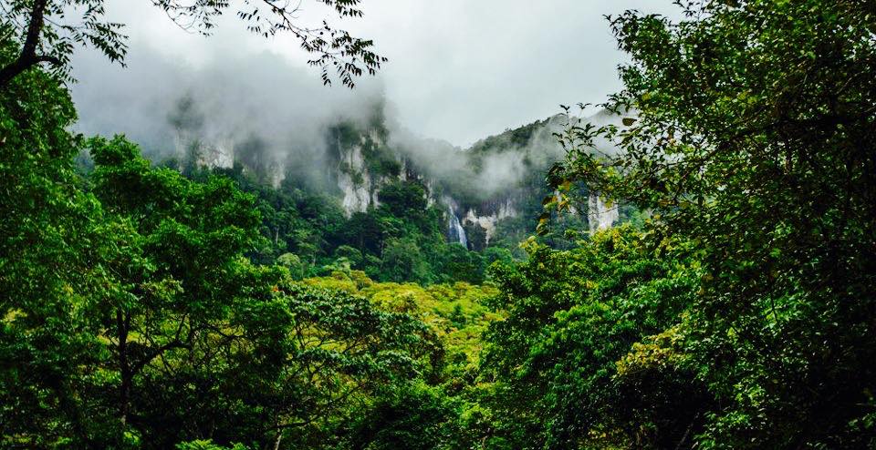 地球之肺，探索地球上的17個(gè)雨林