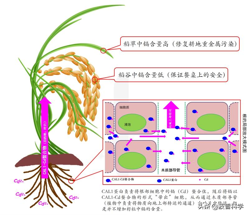 袁老最後的遺憾？荒灘變良田，真希望他活到2028年見證新成果