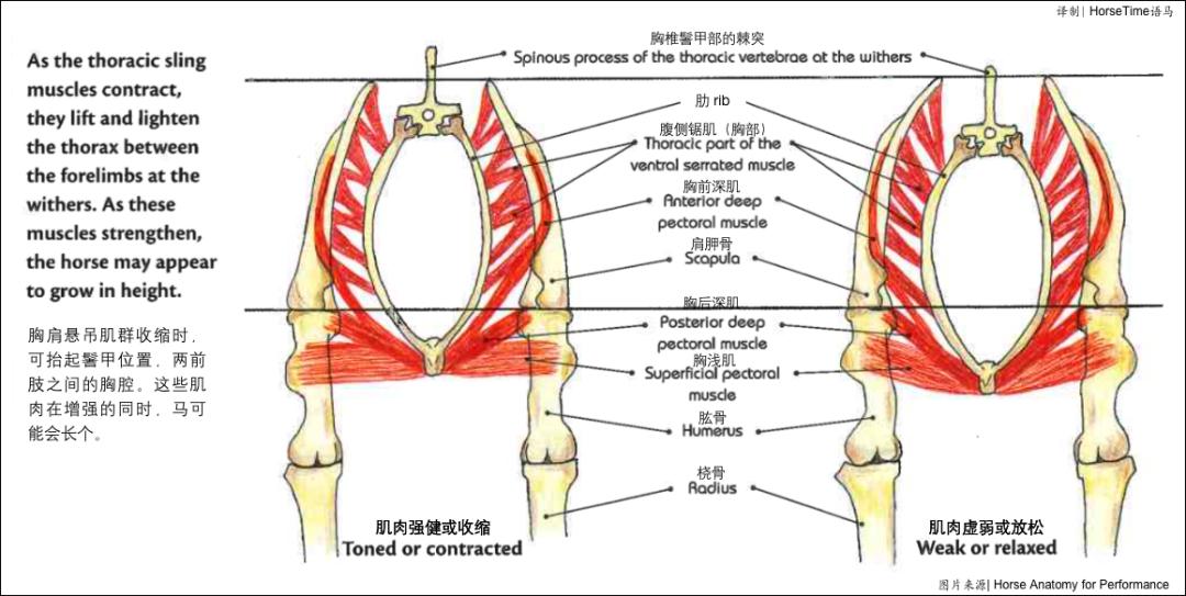 Muscle chain and core muscles - iNEWS