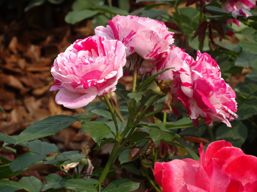 these-beautiful-flowers-have-a-lai-name-they-bloom-picturesquely