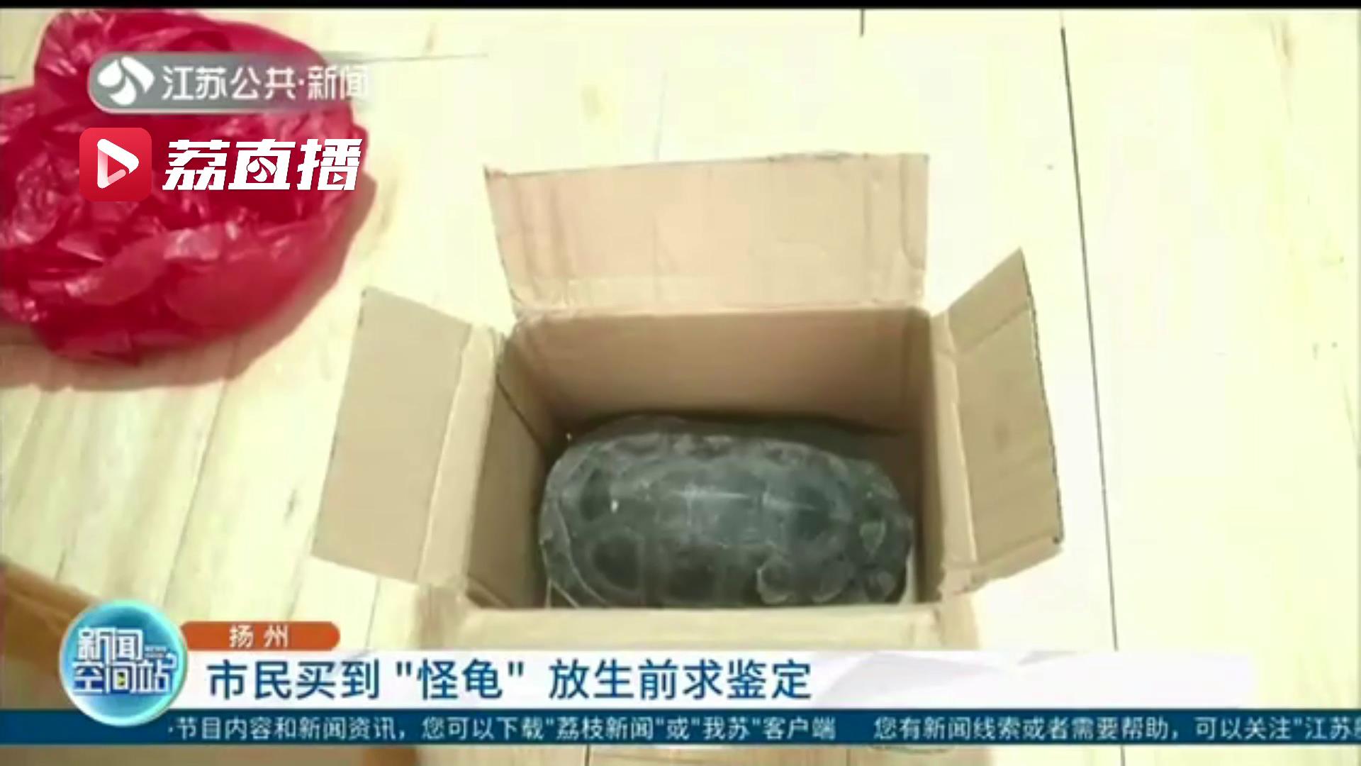 市民买到只两斤多重乌龟酷似外来物种 放生前求鉴定还好虚惊一场