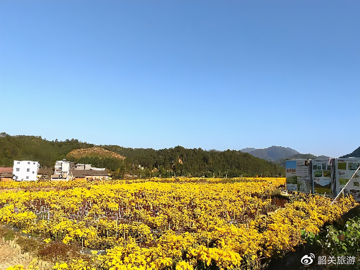 准备打卡！金丝皇菊花海、银杏...周末来南雄这条线，玩法不重复