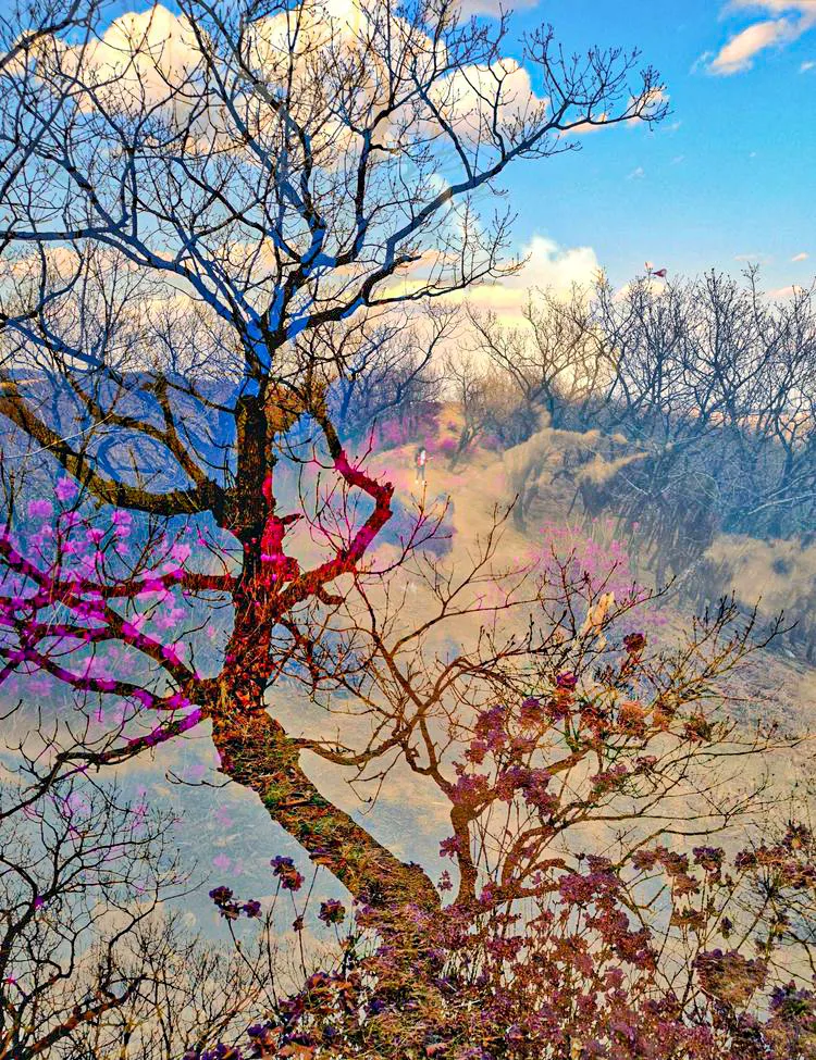 黑土湿地之都双鸭山 | 万紫千红总是春