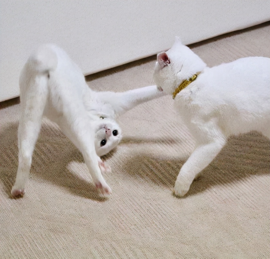 Why does the female cat turn her head and attack the male cat after the