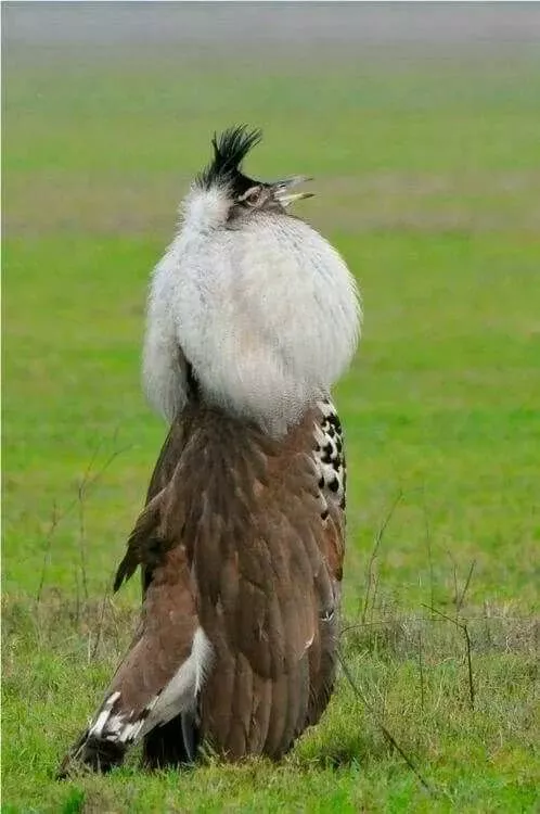 百年难得一见的奇鸟，大开眼界！