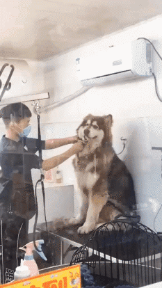 搞笑gif神评:女友首次开车上路,让人操碎了心