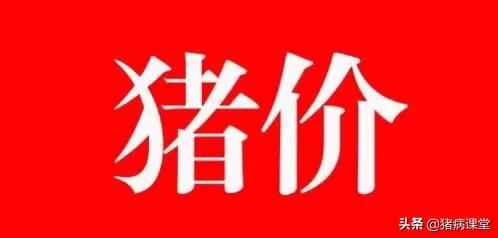 【生猪今日价格】春节近消费不及生猪价格低迷，出栏时机不多了！