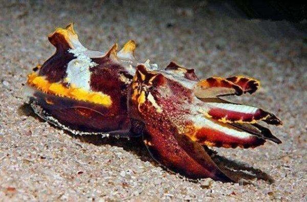 The only poisonous squid in the world-the flame squid - iMedia