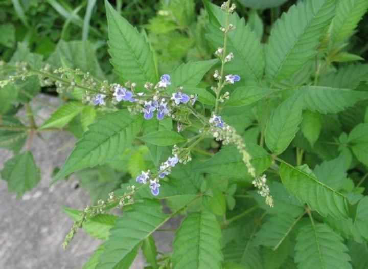 牡荊有什麼利用價值? - 資訊咖