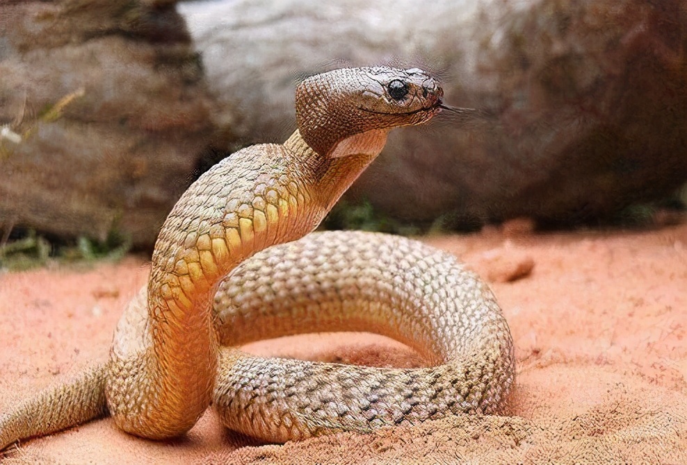 The inland Taipan snake, as the most venomous snake on the land in the ...