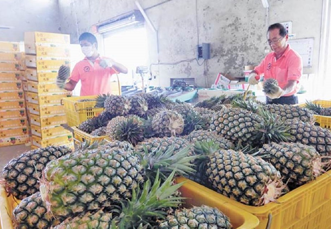 大陸下禁令，台當局竟指望日本能救命，蘇貞昌稱賣日本5000噸菠蘿