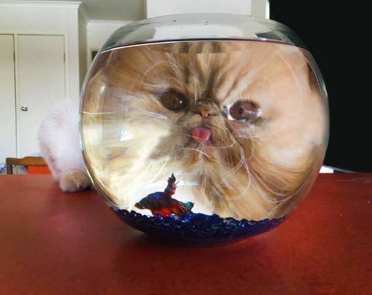 22張貓咪的搞笑圖片：喵星人到底能可愛到什麽程度