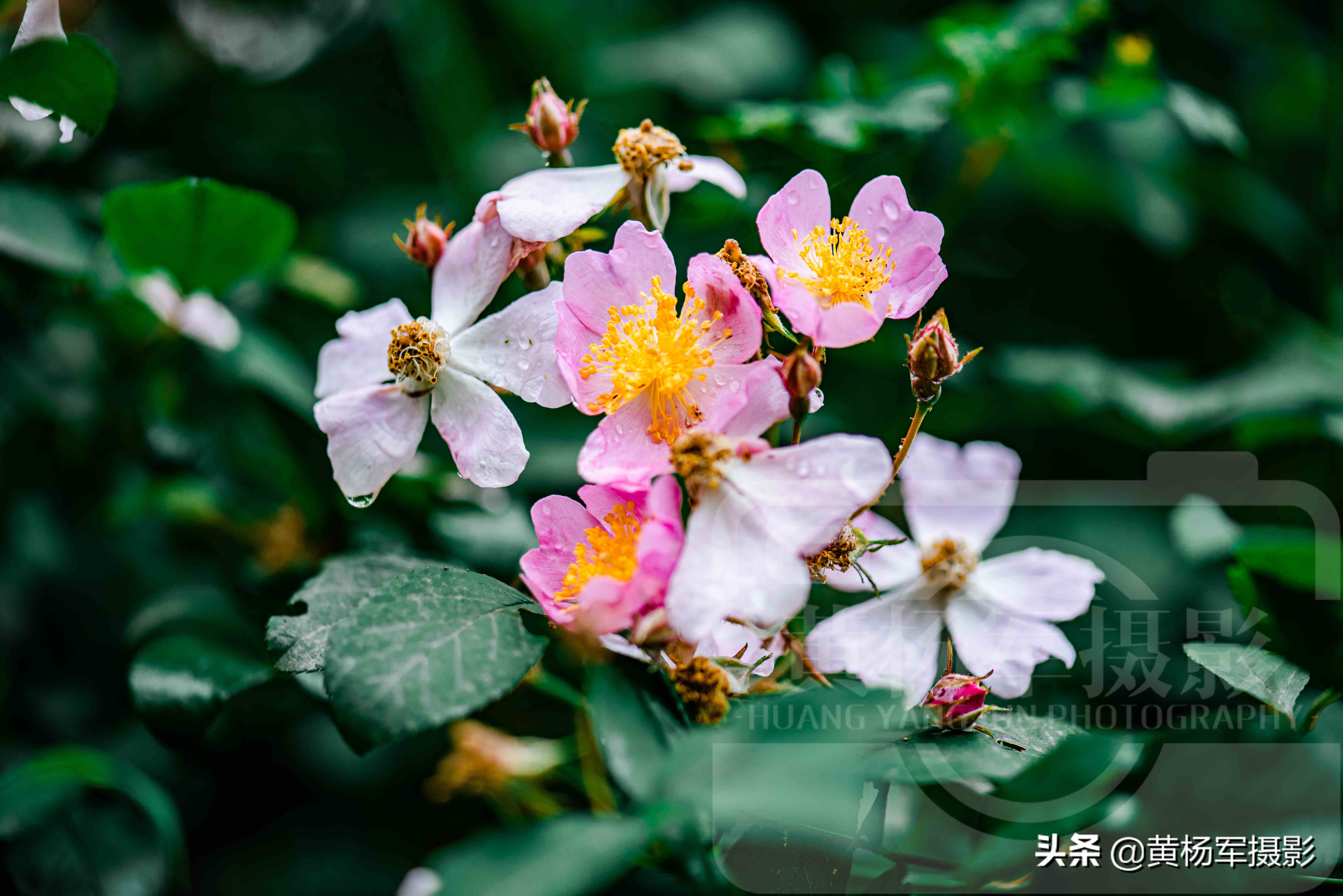 春雨中美豔盛開的野薔薇花 絢爛的花朵非常漂亮 百態常見的野花 黃楊軍攝影 Mdeditor