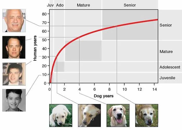 新研究表明1岁狗狗等于人类31岁…，我要管狗子叫叔了？